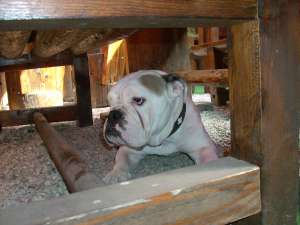 OFER MASCUL BULLDOG ENGLEZ PT MONTA