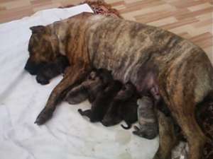 prenotari pui de presa canario cu pedigree...nascuti pe 24.09.2011