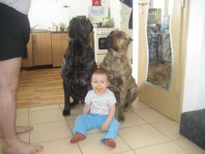 prenotari pui de presa canario cu pedigree...nascuti pe 24.09.2011