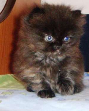 pisoi persan culoare tabby,  ochisori albastri