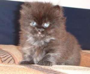 pisoi persan culoare tabby,  ochisori albastri