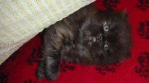 pisoi persan culoare tabby,  ochisori albastri