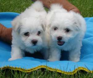 Vand pui bichon maltese