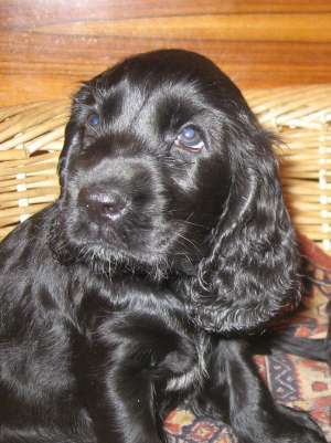 Pui cocker spaniel