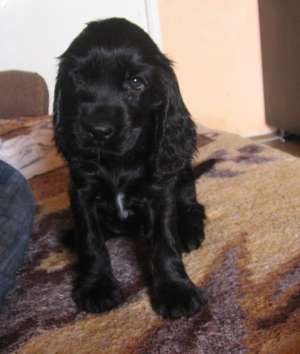 Pui cocker spaniel