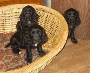 Pui cocker spaniel