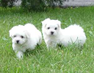 Vand pui bichon maltese