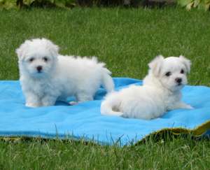 Vand pui bichon maltese