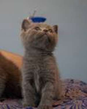 vand pisoi british shorthaire blue