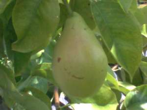 PEPINIERA POMICOLA PRODUCE SI VINDE POMI ALTOITI SI BUTASI VITA DE VIE
