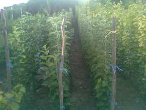 PEPINIERA POMICOLA PRODUCE SI VINDE POMI ALTOITI SI BUTASI VITA DE VIE