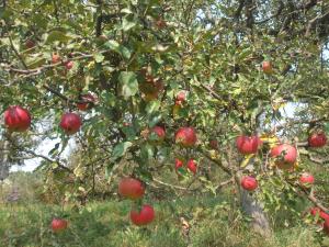Vand mere ecologice