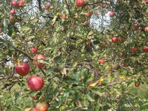 Vand mere ecologice