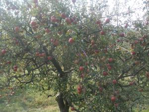 Vand mere ecologice