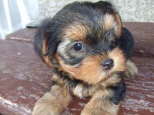 Vand pui yorkshire terrier toy