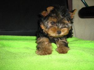 Vand pui yorkshire terrier toy