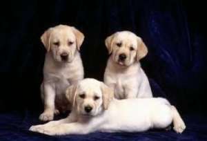 VAnd pui airdale terrier 2 luni