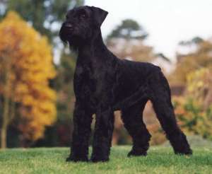 VAnd pui airdale terrier 2 luni