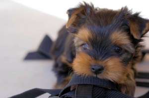 VAnd pui airdale terrier 2 luni