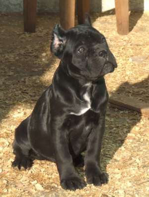 ADOPT PUI CANE CORSO