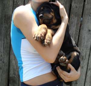 Vand pui Rottweiler iasi