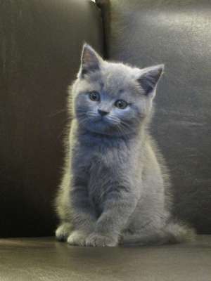 vand pui british shorthair