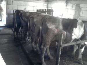 vand taurasi  400- 500 kg