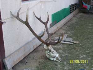 vand trofee cerb