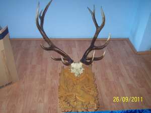 vand trofee cerb