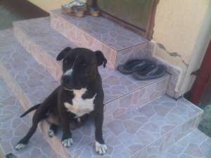 Vand Pui Amstaff(American Stafford Terier)