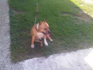 Vand Pui Amstaff(American Stafford Terier)