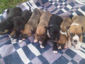 Vand Pui Amstaff(American Stafford Terier)