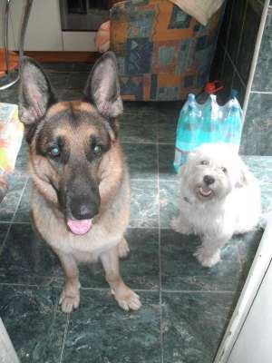 bichon maltez 450 ron