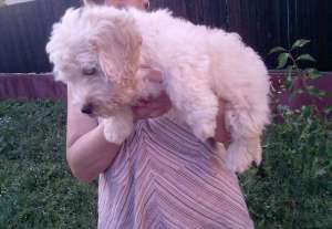 bichon maltez 450 ron