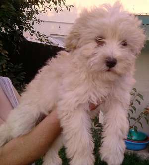 bichon maltez 450 ron