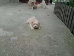 catelusi bichon
