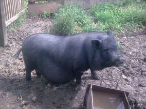 VAnd porci vietnamezi