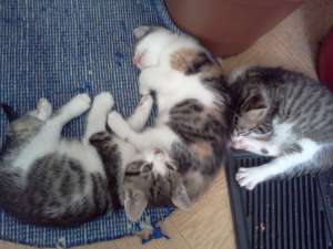 adoptie pisicute si motanei de 1 luna