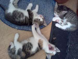 adoptie pisicute si motanei de 1 luna
