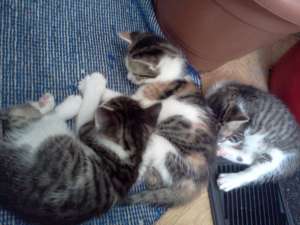 adoptie pisicute si motanei de 1 luna
