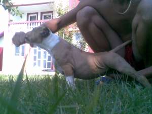 vand pui amstaff