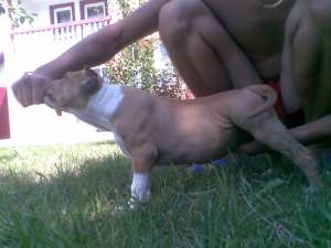 vand pui amstaff
