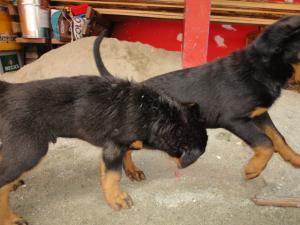 Vand pui de rottweiler de talie mare . O femela si un mascul nascuti pe 1 iulie . Au vaccinurile fac