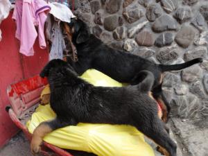 Vand pui de rottweiler de talie mare . O femela si un mascul nascuti pe 1 iulie . Au vaccinurile fac