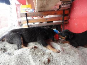Vand pui de rottweiler de talie mare . O femela si un mascul nascuti pe 1 iulie . Au vaccinurile fac