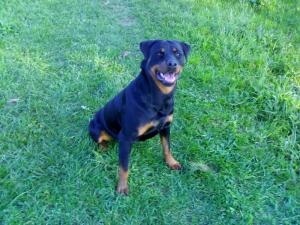 Vand pui de rottweiler de talie mare . O femela si un mascul nascuti pe 1 iulie . Au vaccinurile fac