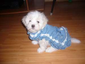 vand fetita bichon havanez