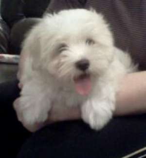 vand fetita bichon havanez
