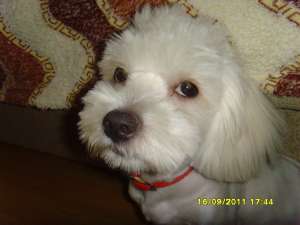 vand fetita bichon havanez
