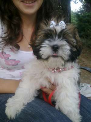 Shih tzu